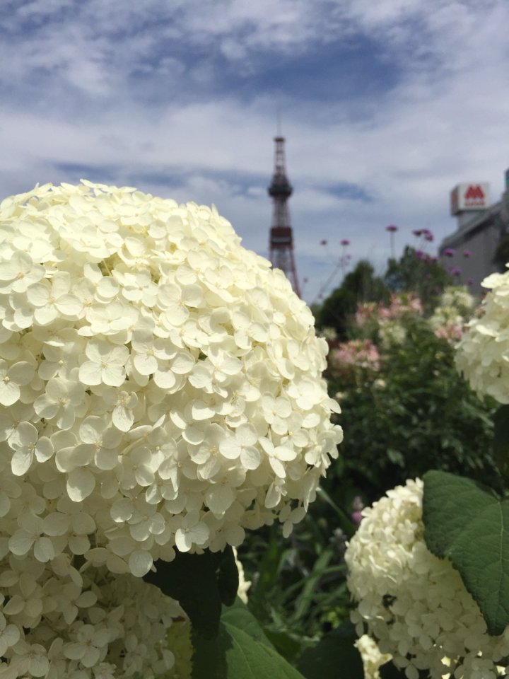 あじさいの話 お家についてのお役立ち住宅ブログ 株式会社ロゴスホーム あじさいの話 お家についてのお役立ち住宅ブログ 株式会社ロゴスホーム