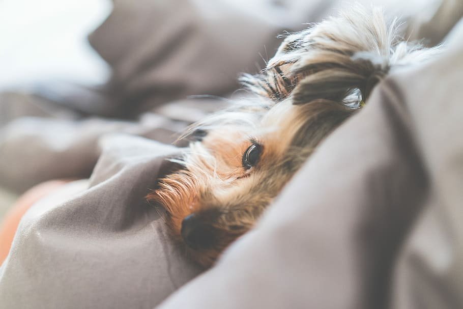 愛犬と暮らす家の間取りと部屋 お家についてのお役立ち住宅ブログ 株式会社ロゴスホーム